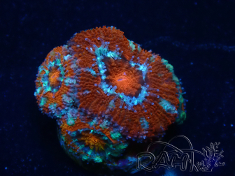 WYSIWYG Micromussa lordhowensis (ehemals Acanthastrea) 6F6