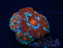 WYSIWYG Micromussa lordhowensis (ex Acanthastrea) 6F6
