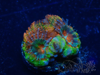 WYSIWYG Micromussa lordhowensis (ehemals Acanthastrea) 6F7