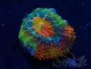 WYSIWYG Micromussa lordhowensis (ex Acanthastrea) 6F8