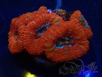 WYSIWYG Micromussa lordhowensis (ex Acanthastrea) 6F9