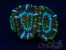 WYSIWYG Micromussa lordhowensis (ehemals Acanthastrea) 6K