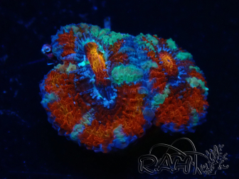 WYSIWYG Micromussa lordhowensis (ex Acanthastrea) 6G1