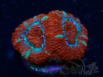 WYSIWYG Micromussa lordhowensis (ex Acanthastrea) 6G2