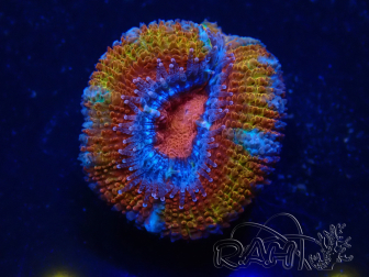 WYSIWYG Micromussa lordhowensis (formerly Acanthastrea) 6G4