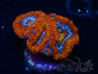 WYSIWYG Micromussa lordhowensis (ehemals Acanthastrea) 6G5