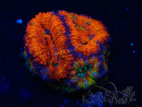 WYSIWYG Micromussa lordhowensis (ehemals Acanthastrea) 6G6