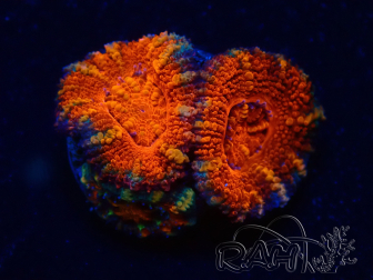 WYSIWYG Micromussa lordhowensis (ex Acanthastrea) 6G7