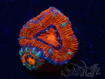WYSIWYG Micromussa lordhowensis (ehemals Acanthastrea) 6G8