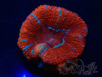 WYSIWYG Micromussa lordhowensis (ehemals Acanthastrea) 6K