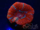 WYSIWYG Micromussa lordhowensis (ex Acanthastrea) 6G9
