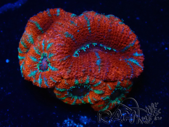 WYSIWYG Micromussa lordhowensis (antes Acanthastrea) 6K