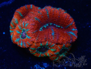 WYSIWYG Micromussa lordhowensis (ex Acanthastrea) 6G10