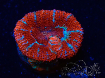 WYSIWYG Micromussa lordhowensis (formerly Acanthastrea) 6H1