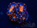 WYSIWYG Micromussa lordhowensis (anteriormente Acanthastrea) 6H2