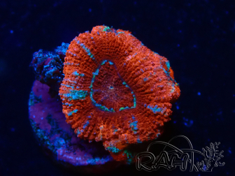 WYSIWYG Micromussa lordhowensis (ehemals Acanthastrea) 6H3