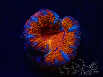 WYSIWYG Micromussa lordhowensis (ehemals Acanthastrea) 6H4