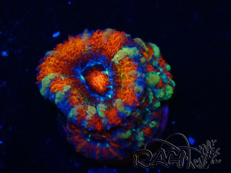 WYSIWYG Micromussa lordhowensis (ehemals Acanthastrea) 6H5
