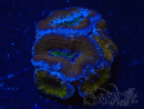 WYSIWYG Micromussa lordhowensis (antes Acanthastrea) 6H6