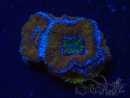WYSIWYG Micromussa lordhowensis (formerly Acanthastrea) 6H7