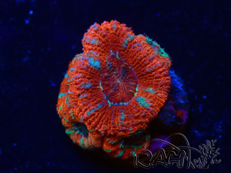 WYSIWYG Micromussa lordhowensis (ex Acanthastrea) 6H8