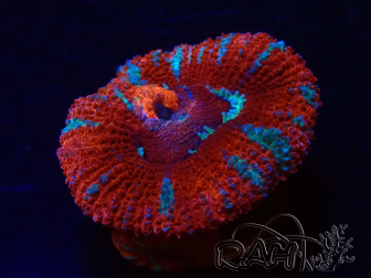 WYSIWYG Micromussa lordhowensis (antes Acanthastrea) 6K