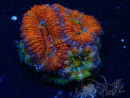 WYSIWYG Micromussa lordhowensis (formerly Acanthastrea) 6G6