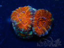 WYSIWYG Micromussa lordhowensis (formerly Acanthastrea) 6G7