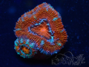 WYSIWYG Micromussa lordhowensis (ehemals Acanthastrea) 6G8