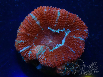 WYSIWYG Micromussa lordhowensis (formerly Acanthastrea) 6K