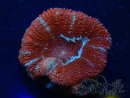 WYSIWYG Micromussa lordhowensis (ehemals Acanthastrea) 6K