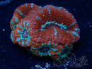 WYSIWYG Micromussa lordhowensis (ex Acanthastrea) 6G10