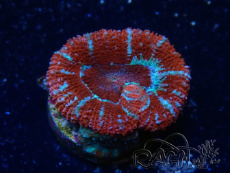 WYSIWYG Micromussa lordhowensis (anteriormente Acanthastrea) 6H1