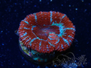 WYSIWYG Micromussa lordhowensis (anteriormente Acanthastrea) 6H1
