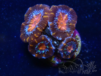 WYSIWYG Micromussa lordhowensis (ehemals Acanthastrea) 6H2