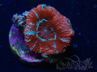 WYSIWYG Micromussa lordhowensis (ex Acanthastrea) 6H3