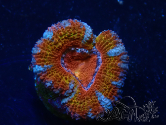 WYSIWYG Micromussa lordhowensis (formerly Acanthastrea) 6H4