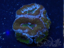 WYSIWYG Micromussa lordhowensis (formerly Acanthastrea) 6H6