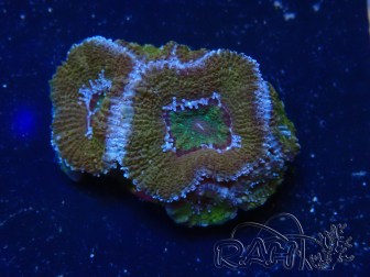 WYSIWYG Micromussa lordhowensis (ex Acanthastrea) 6H7