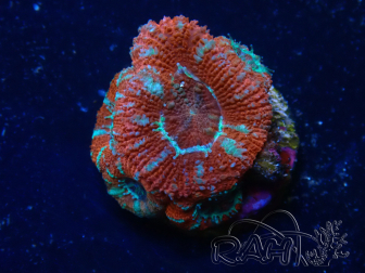 WYSIWYG Micromussa lordhowensis (formerly Acanthastrea) 6H8