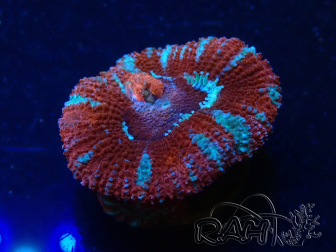 WYSIWYG Micromussa lordhowensis (ehemals Acanthastrea) 6K