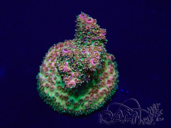 WYSIWYG Acropora 15A1 Mariculture acclimaté led