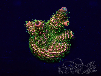 WYSIWYG Acropora Maricultura aclimatada LED