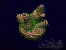 WYSIWYG Acropora 15A3 Mariculture acclimaté led