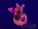 WYSIWYG Acropora Australie acclimaté led