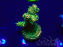 WYSIWYG Acropora Mariculture acclimated LED