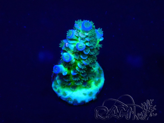 WYSIWYG Acropora Maricultured acclimated LED