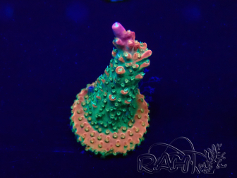 WYSIWYG Acropora aclimatada LED