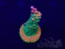 WYSIWYG Acropora acclimatata led