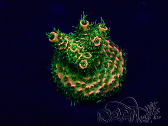WYSIWYG Acropora Mariculture acclimated LED